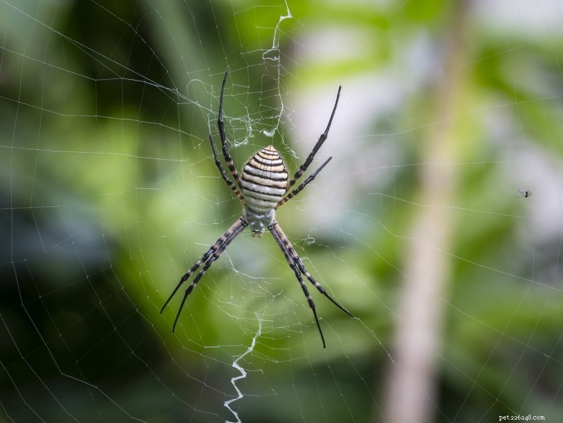 7 spinnen gevonden in Montana