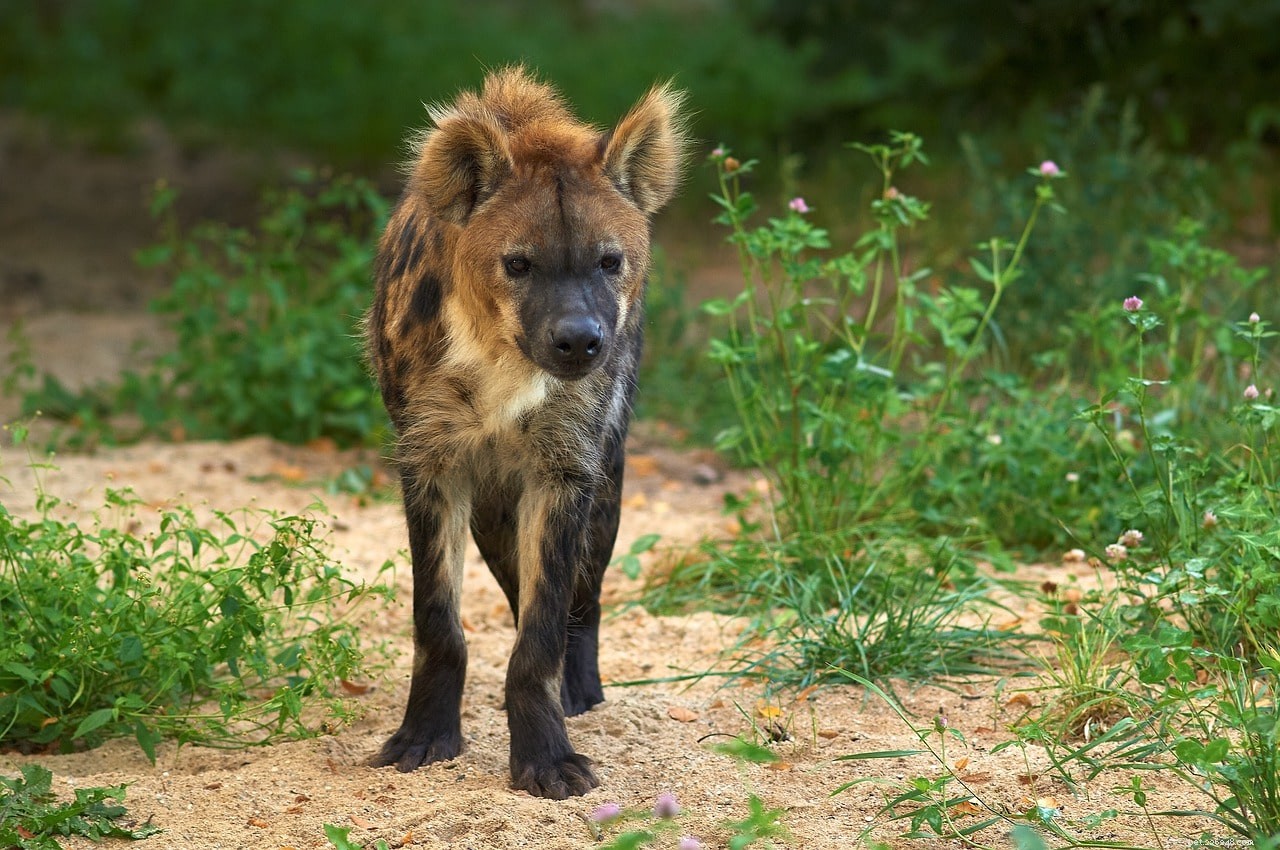 As hienas são bons animais de estimação? O que você precisa saber!