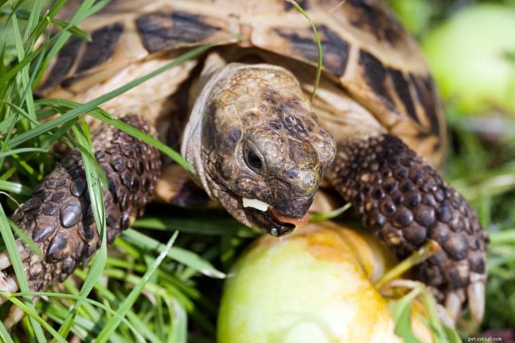 Můžou želvy jíst jablka? Co potřebujete vědět!