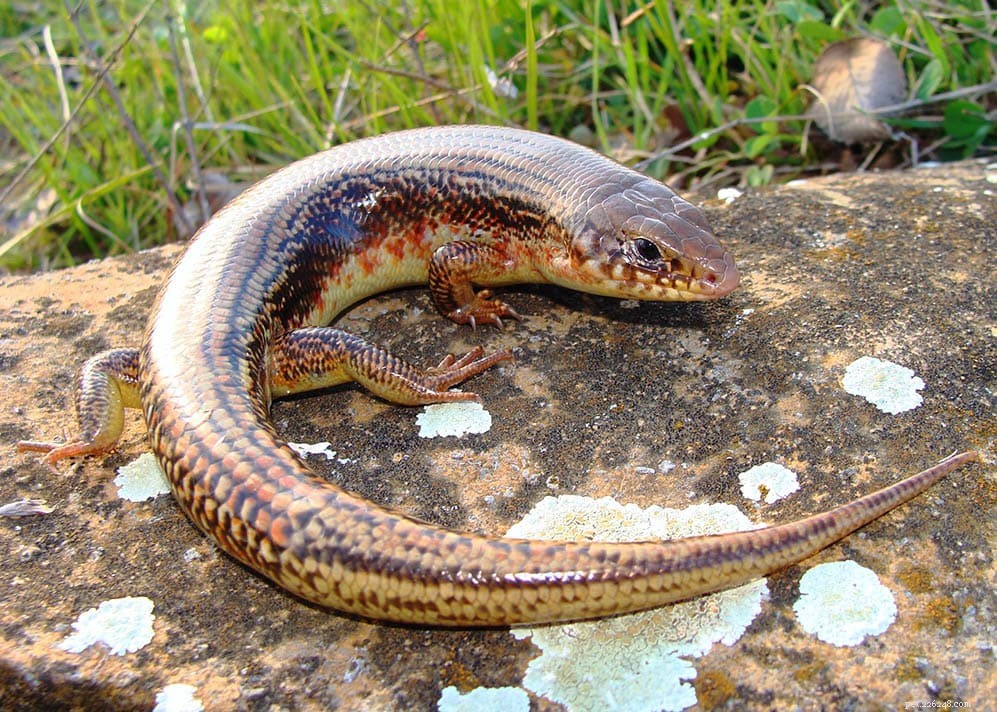 11 espécies de lagartos encontradas no Colorado
