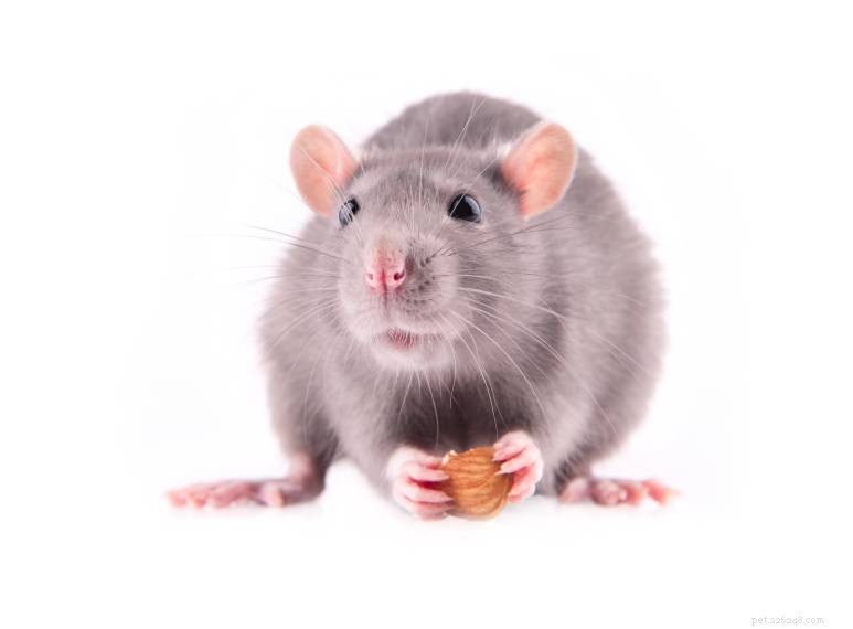 Mohou myši jíst mandle? Co potřebujete vědět!