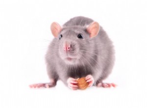 マウスはアーモンドを食べることができますか？あなたが知る必要があること！ 