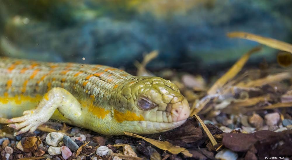 Brumation et dormance des reptiles :ce que vous devez savoir