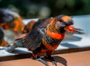 Lorikeet tmavý