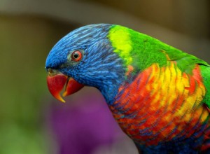 Lorikeet zelený (kokosový)