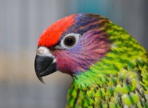 Lorikeet Goldieho