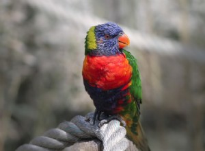 Rainbow Lorikeet