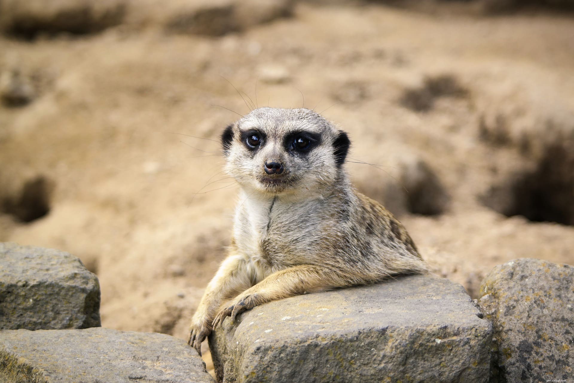Gör Meerkats bra husdjur? (Legality, Care &More)