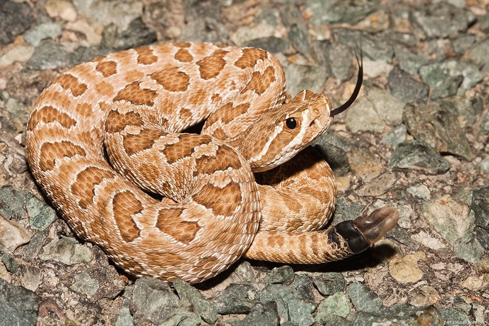10 hadů nalezeno v Montaně