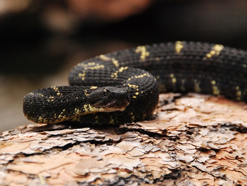 애리조나에서 10마리의 뱀이 발견되었습니다.