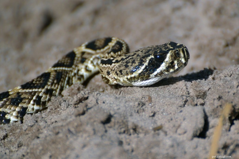 캔자스에서 발견된 10마리의 뱀