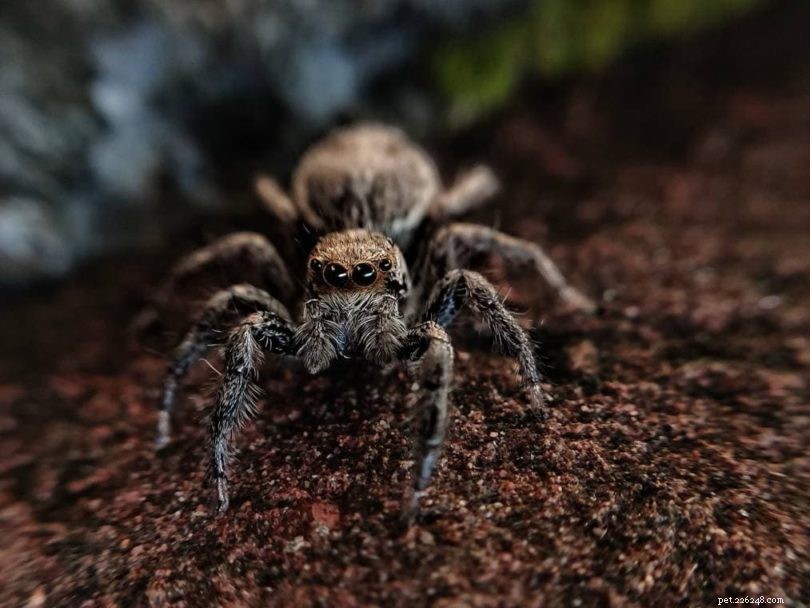 메릴랜드에서 9마리의 거미 발견