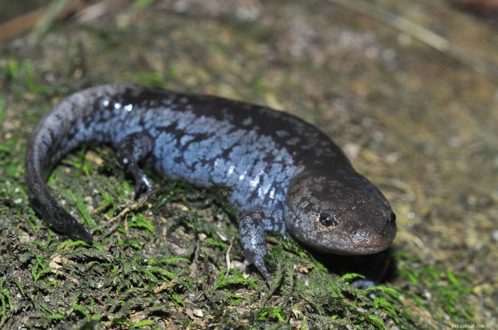 9 salamandrar hittade i Maine