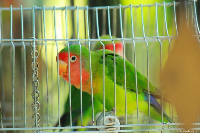 Птицы хорошие домашние животные? Что вам нужно знать!