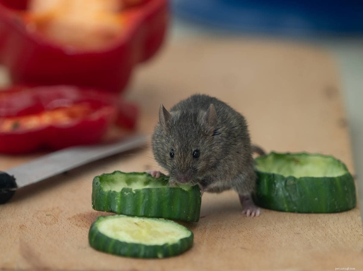 Kunnen muizen komkommers eten? Wat u moet weten!