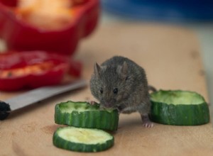 Můžou myši jíst okurky? Co potřebujete vědět!