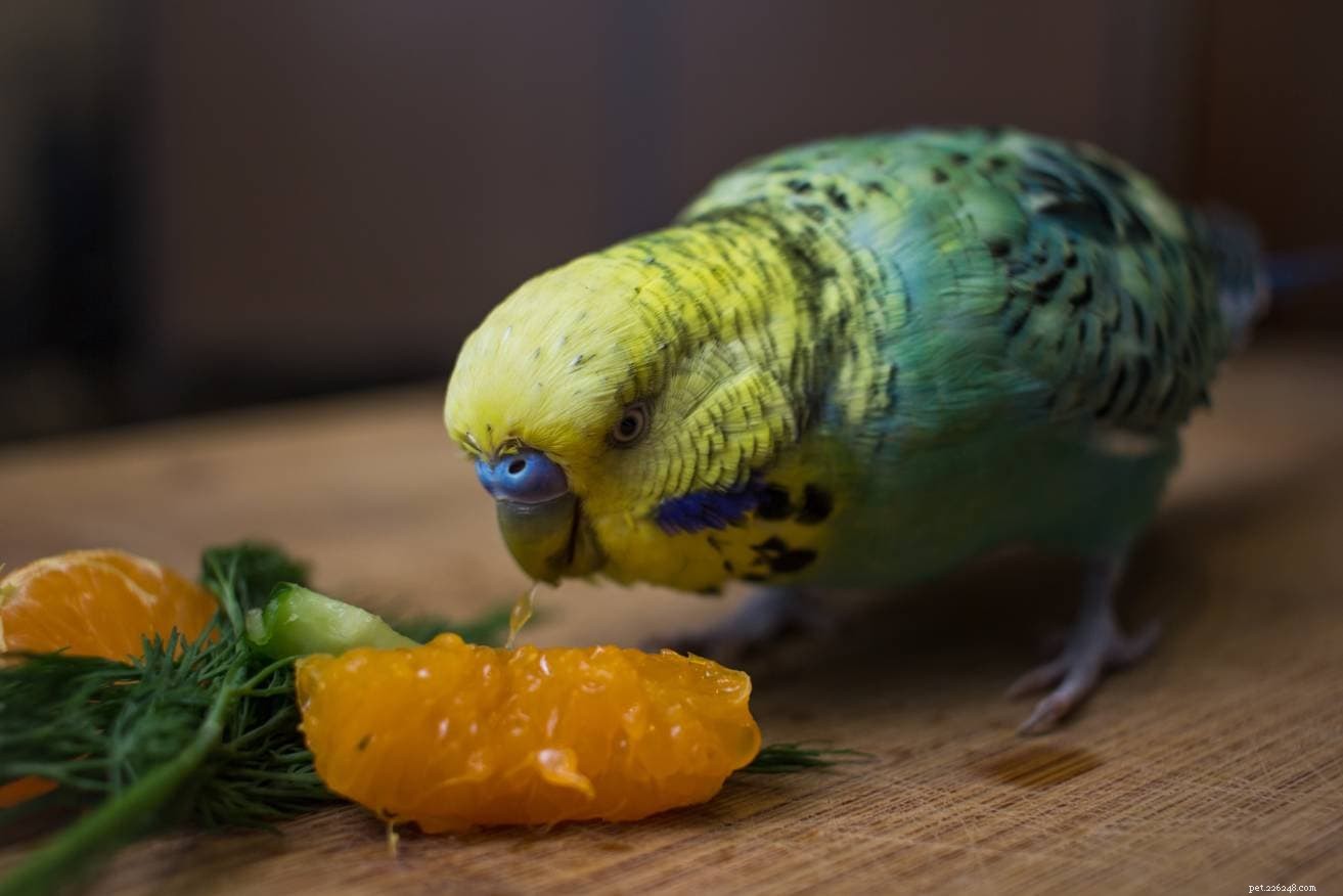 Могут ли волнистые попугаи есть апельсины? Что вам нужно знать!