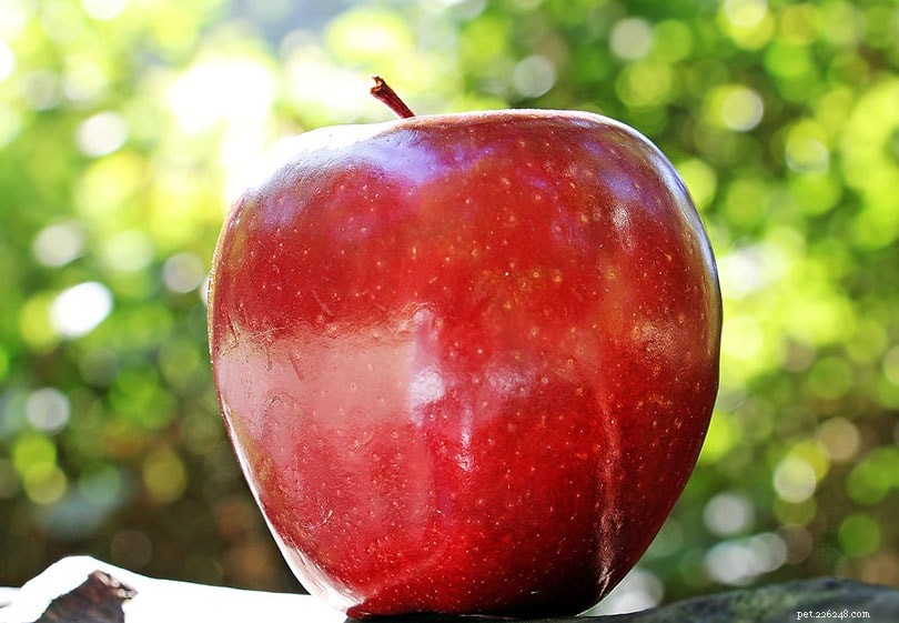 Os periquitos podem comer maçãs? O que você precisa saber!