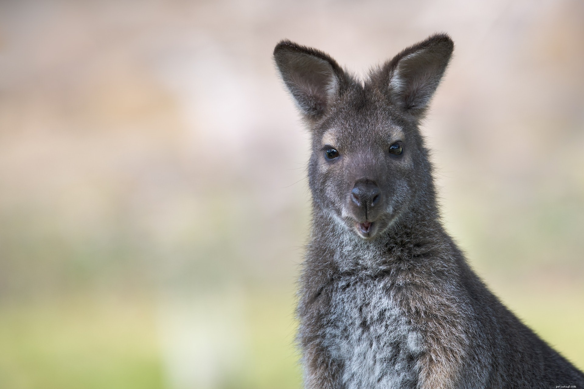 I wallaby sono buoni animali da compagnia? Cosa devi sapere!