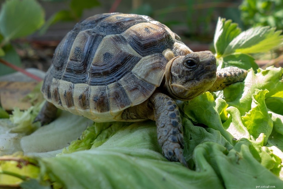Kan sköldpaddor äta sallad? Vad du behöver veta!