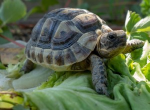 Můžou želvy jíst salát? Co potřebujete vědět!
