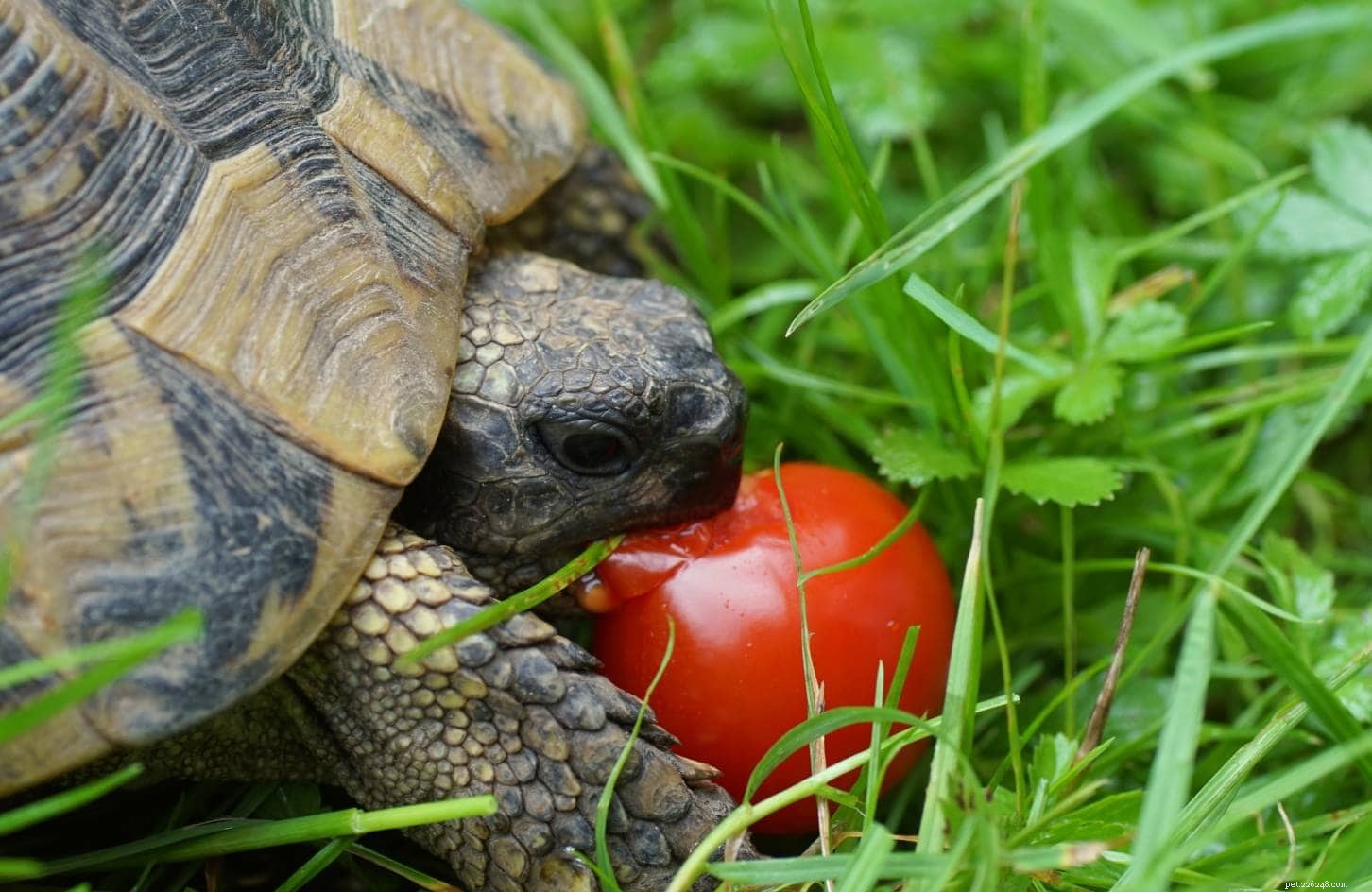 Můžou želvy jíst rajčata? Co potřebujete vědět!