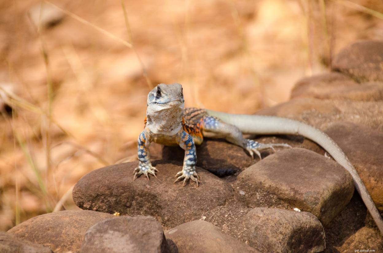 Butterfly Agama:Facts, Care Guide, &Pictures