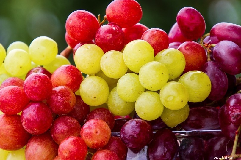 Могут ли какаду есть виноград? Что вам нужно знать!