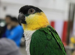 Caique