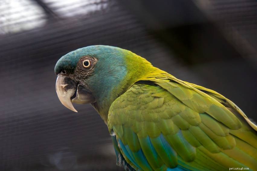 Blue-Headed (Coulon s) Macaw