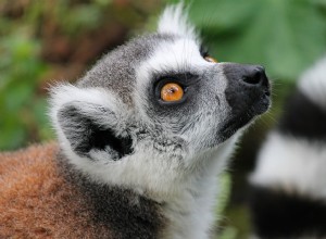 Jsou lemuři dobrými mazlíčky? Co potřebujete vědět!