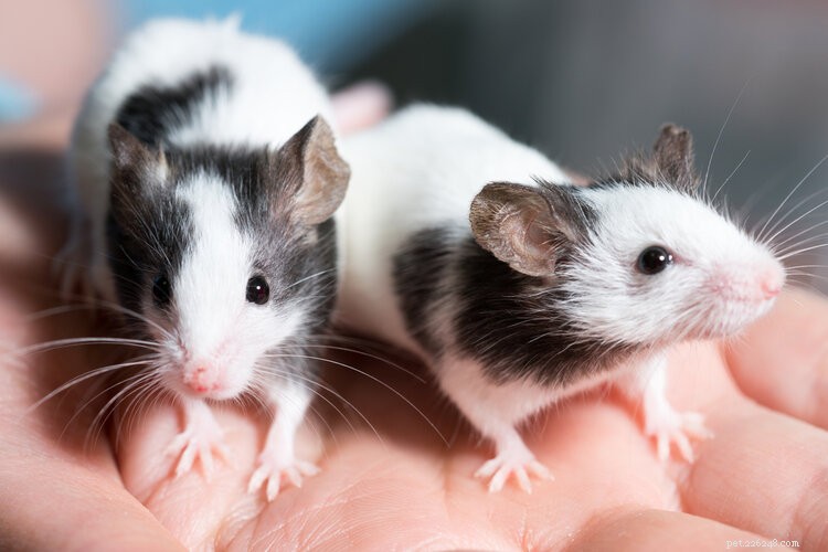 Zijn ratten goede huisdieren? Wat u moet weten!