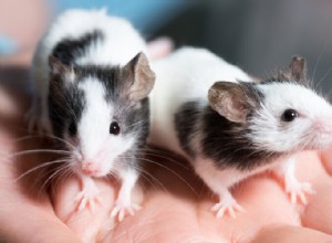 Являются ли крысы хорошими домашними животными? Что вам нужно знать!