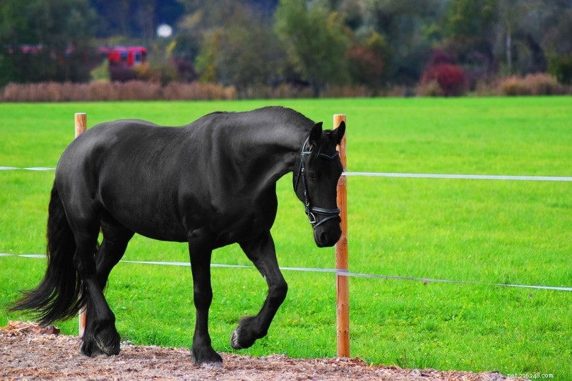 Comment construire une clôture pour chevaux (guide étape par étape + conseils)