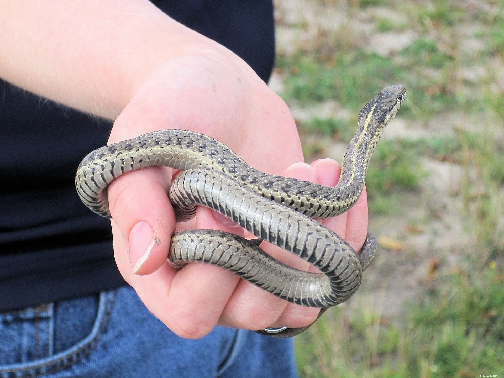 As cobras de estimação podem ser carinhosas com seus donos?
