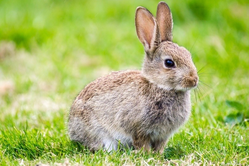 Kan kaniner bära halsband och selar säkert? Är det humant?