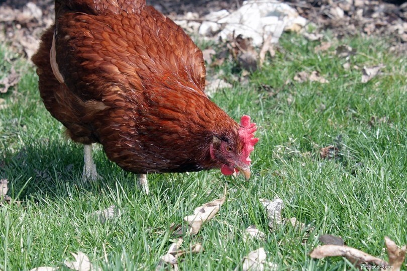 Gör kycklingar bra husdjur? Vad du behöver veta