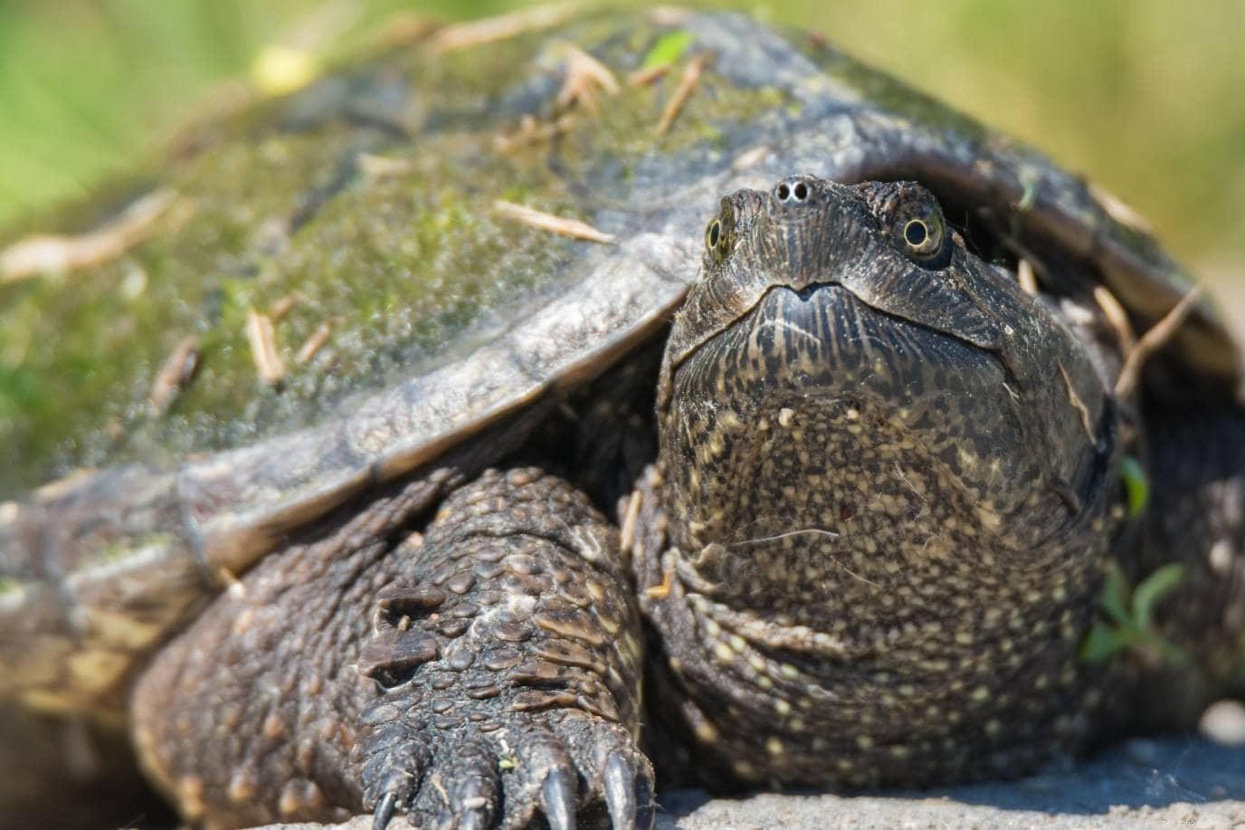 25 sköldpaddor hittade i Virginia (med bilder)