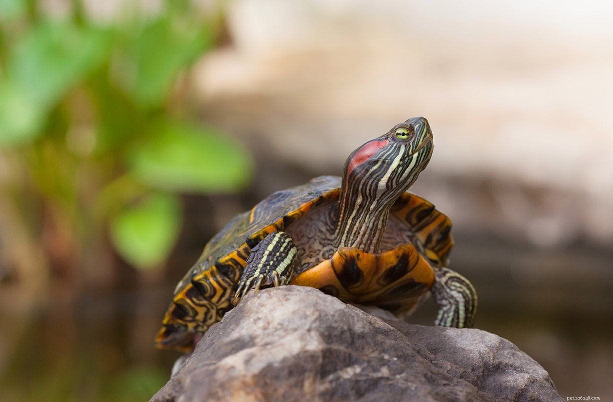 10 sköldpaddor hittade i Missouri (med bilder)
