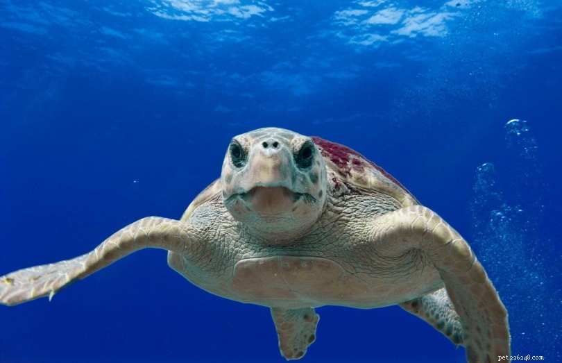 12 sköldpaddor hittade i Florida (med bilder) 