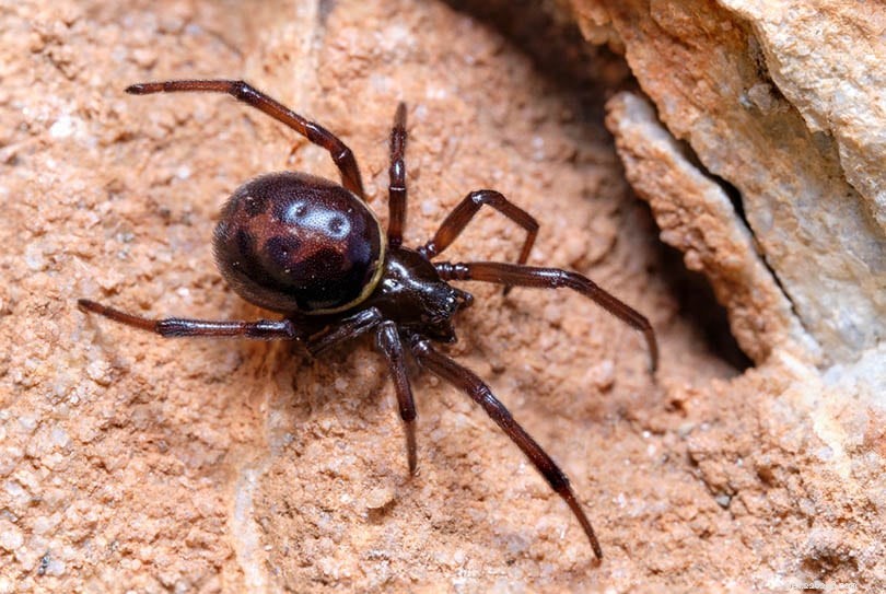 유타에서 7마리의 거미 발견