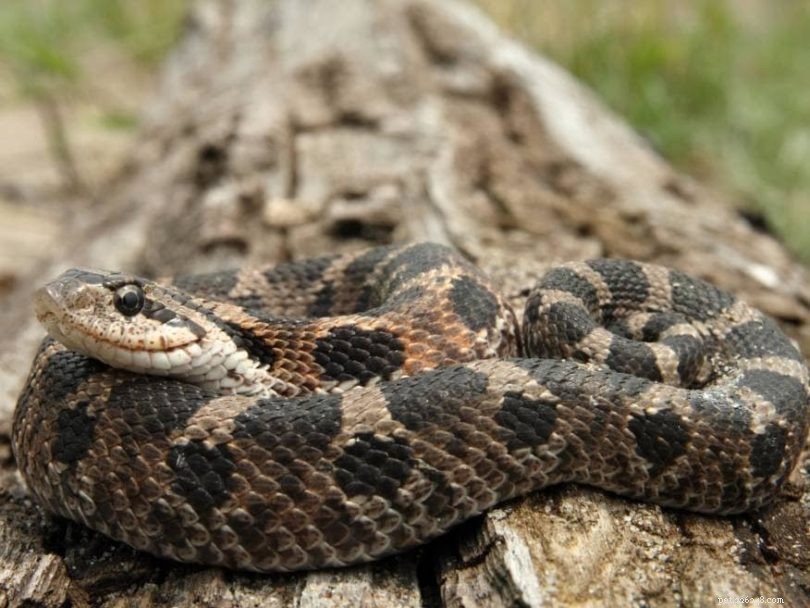 12 slangen gevonden in Alabama