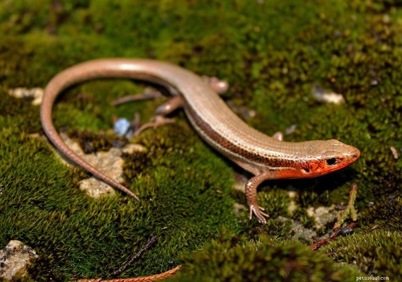 13 lagartos encontrados na Carolina do Norte