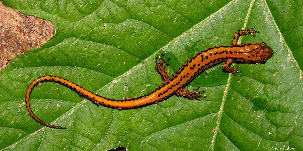 16 salamandras encontradas na Carolina do Sul