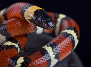 Как змеи какают и писают? Что вам нужно знать!