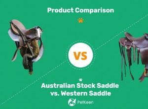 Australské sedlo vs. Westernové sedlo:Které je to pravé pro vaše potřeby?