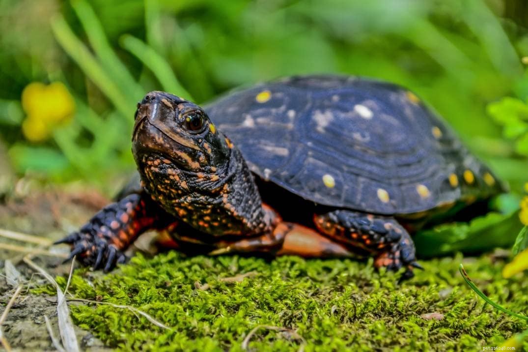 일리노이주에서 17마리의 거북이 발견