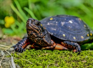 17 черепах найдено в Иллинойсе