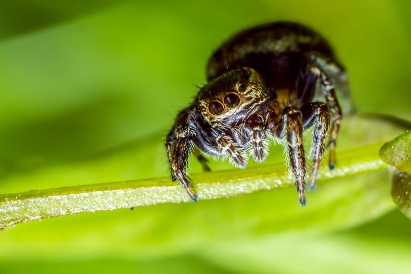 Typer av hoppande spindlar du kan ha som husdjur