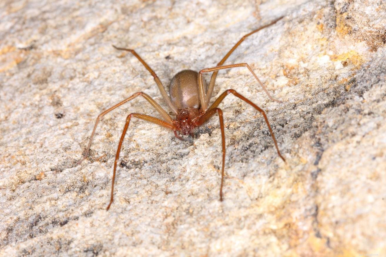 캔자스에서 25마리의 거미 발견